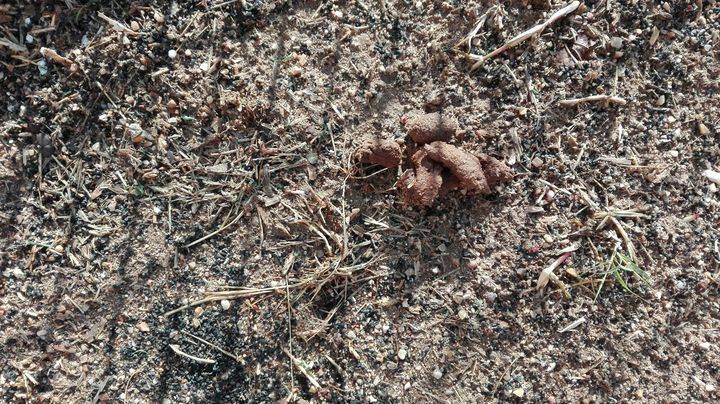 IU Azuqueca denuncia que las plazas y parques están llenas de excrementos de animales