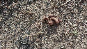 IU Azuqueca denuncia que las plazas y parques están llenas de excrementos de animales