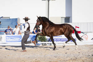 Yunquera de Henares acogerá el Campeonato Morfo-Funcional de Castilla-La Mancha de Pura Raza Española
