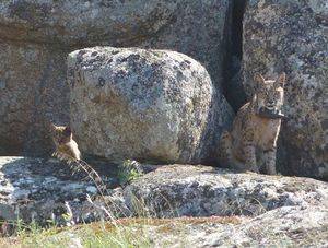 Nacen dos nuevas camadas de linces en estado salvaje en los Montes de Toledo