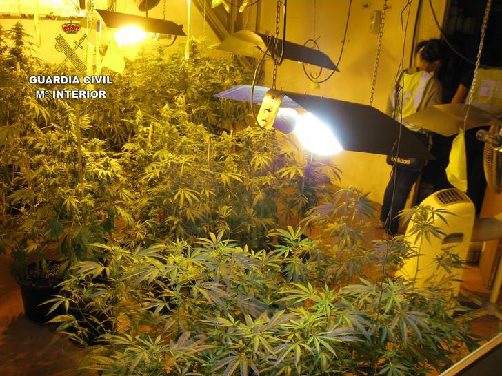 Detienen a una persona en Azuqueca por cultivar marihuana