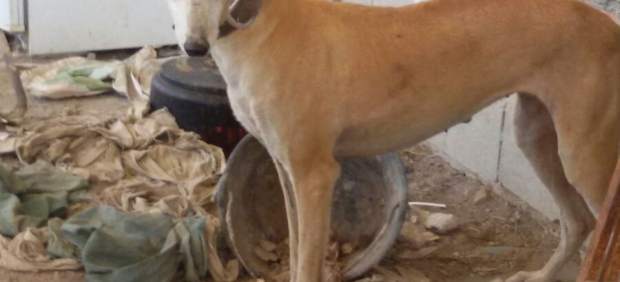 Denuncian la dramática situación que sufren cinco perros en una finca de Uceda 