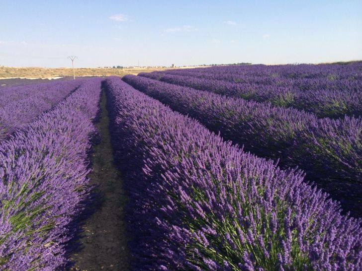 La Diputación convoca una jornada sobre aromáticas en Brihuega