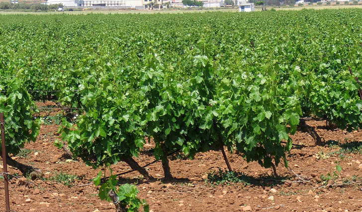 La DO Mondéjar prevé una cosecha de uva 'por encima de lo normal' este año 2016
