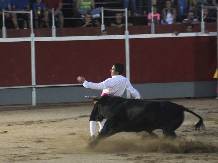 Recortadores, disco-vaca y un encierro conformarán el capítulo taurino de las fiestas de Cabanillas
