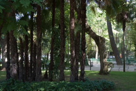 El Ayuntamiento de Guadalajara realiza varias intervenciones por la caída de algunas ramas este miércoles