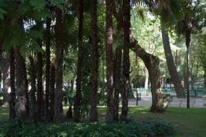 El Ayuntamiento de Guadalajara realiza varias intervenciones por la caída de algunas ramas este miércoles