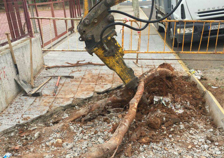 El Ayuntamiento de Villanueva de la Torre retirará los plataneros que tantos problemas causaron a los vecinos