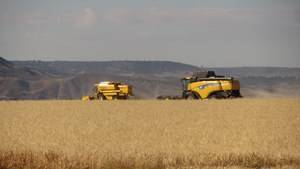 La buena cosecha del cereal en Guadalajara se ve ensombrecida por los precios