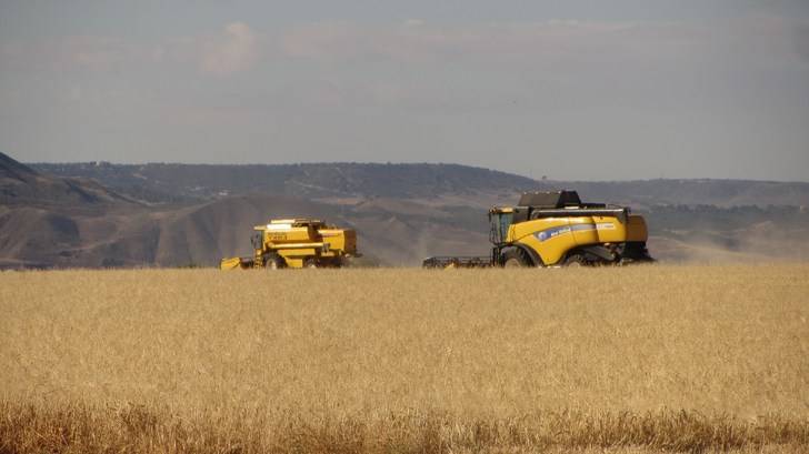 La buena cosecha del cereal en Guadalajara se ve ensombrecida por los precios