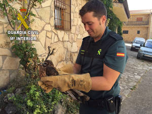 La Guardia Civil recupera un ave rapaz protegida en Anguita
