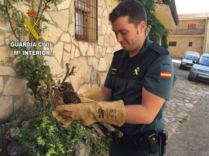 La Guardia Civil recupera un ave rapaz protegida en Anguita