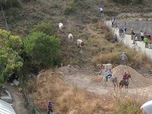 Abatido a tiros el toro del encierro de Brihuega que se adentró en el monte