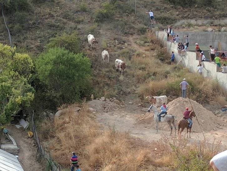 Abatido a tiros el toro del encierro de Brihuega que se adentró en el monte