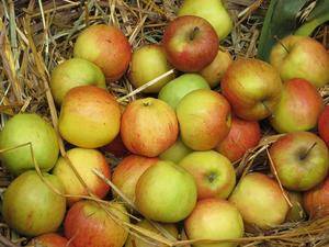 ISOVER y la fundación Juan XXIII Roncalli organizan una campaña de hábitos saludables y solidarios