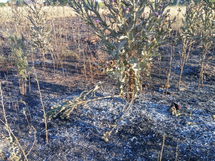 Tras un nuevo incendio, Ciudadanos insiste en la limpieza de solares
