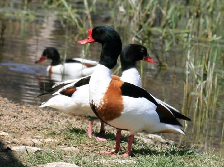 Castilla-La Mancha se mostrará como destino para los amantes de las aves en la Birdfair 2016 de Reino Unido