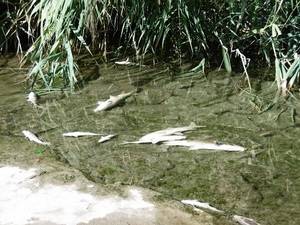 Ecologistas denuncia la aparición de cientos de peces muertos en el Río Henares