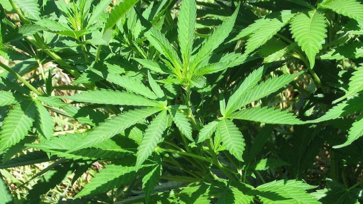 Una alternativa con cannabinoides para paliar el dolor crónico