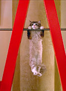 Siete vidas, este gato es un peligro