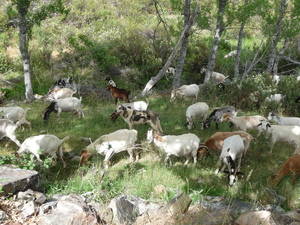 Condenan a la Junta a pagar 5.000 euros a un ganadero de Guadalajara que sufrió ataques de lobos
