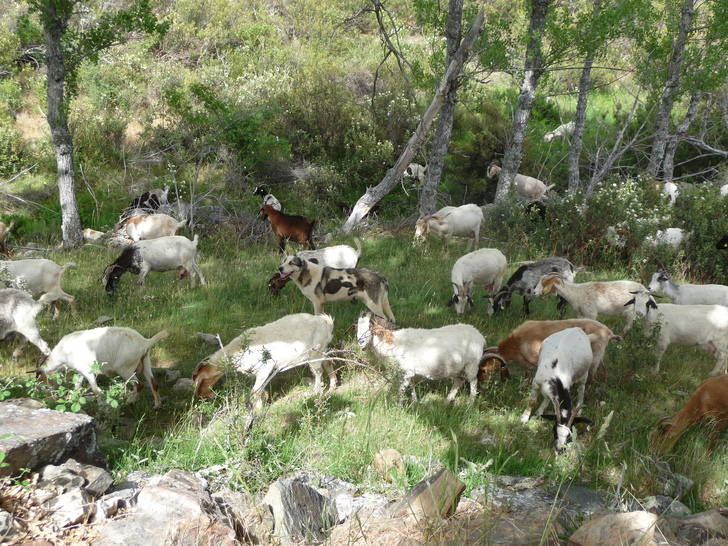 Condenan a la Junta a pagar 5.000 euros a un ganadero de Guadalajara que sufrió ataques de lobos