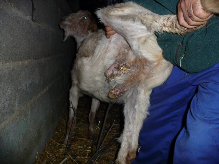 Condenan a la Junta a pagar 5.000 euros a un ganadero de Guadalajara que sufrió ataques de lobos