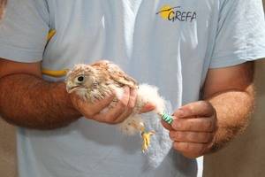 La colonia del primillar de Quer permanece estable