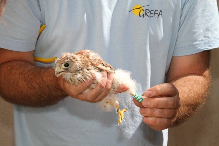 La colonia del primillar de Quer permanece estable