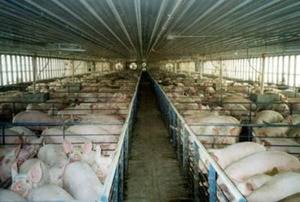 Ecologistas denuncia que una macro granja porcina quiere instalarse en Brihuega