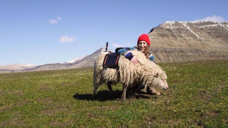 Sheep View: ayudando a las ovejas a mapear el mundo