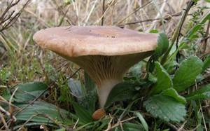 Sigüenza y Molina acogen jornadas formativas sobre micología y micoturismo organizadas por la Diputación