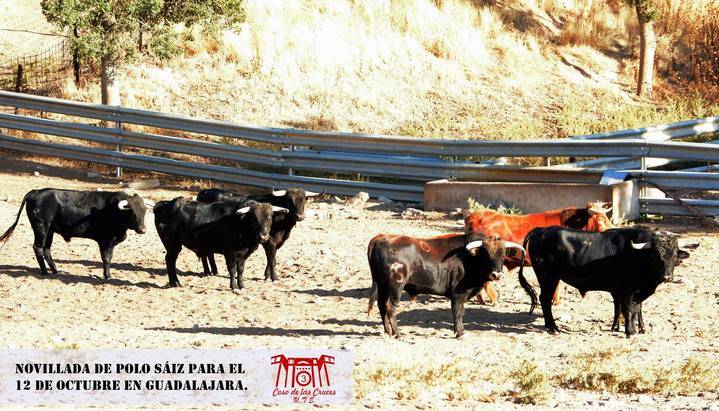 Aprobados los ocho novillos de Polo Sáiz para la sin caballos en Guadalajara