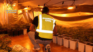 Detienen a cuatro personas en Cabanillas del Campo por cultivar marihuana