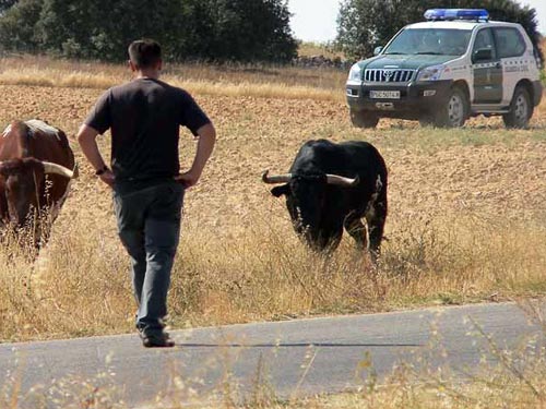 La temporada 2015 de festejos taurinos populares se cerró con 286 sanciones por incumplimiento del reglamento en Guadalajara