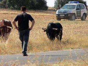 La temporada 2015 de festejos taurinos populares se cerró con 286 sanciones por incumplimiento del reglamento en Guadalajara