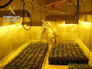 Detienen a tres personas en El Casar por cultivar marihuana