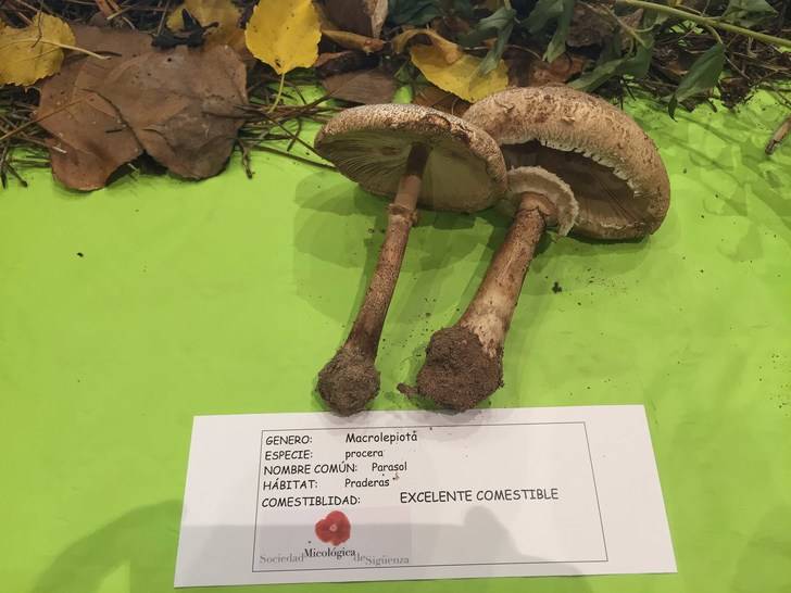 Altísimo nivel en el programa divulgativo de las Jornadas Micológicas de Sigüenza