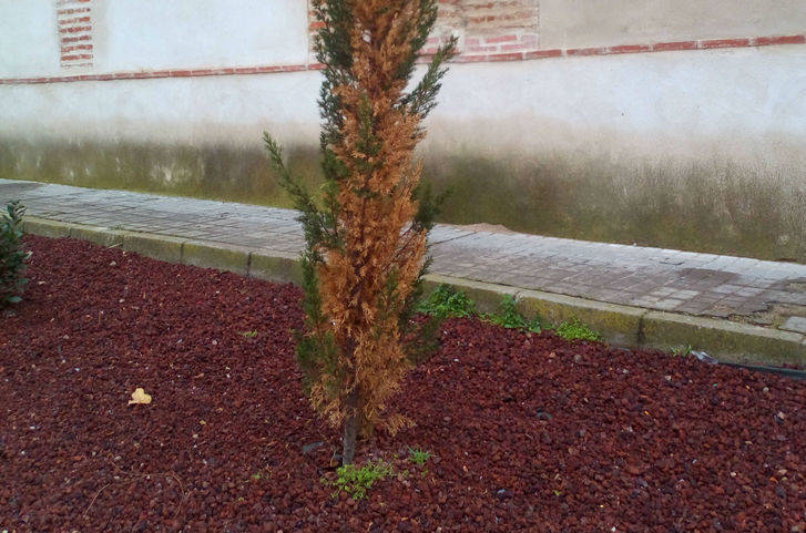 El PP asegura que el PSOE ha tirado el dinero de los planes de inserción laboral en Torrejón del Rey