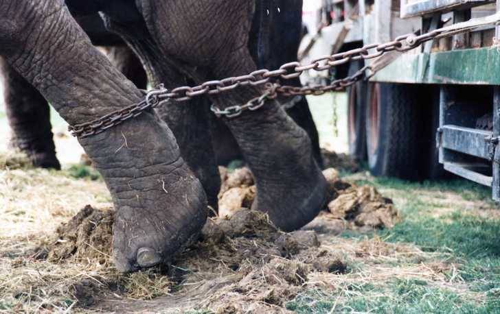 Ecologistas en Acción pide que se declare Guadalajara libre de circo con animales