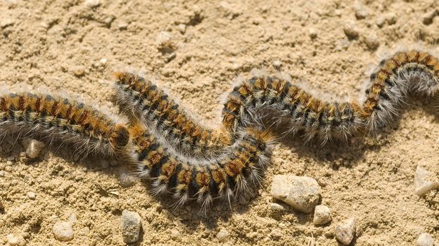Cabanillas aplica un tratamiento preventivo contra la procesionaria, para evitar su eclosión en primavera
