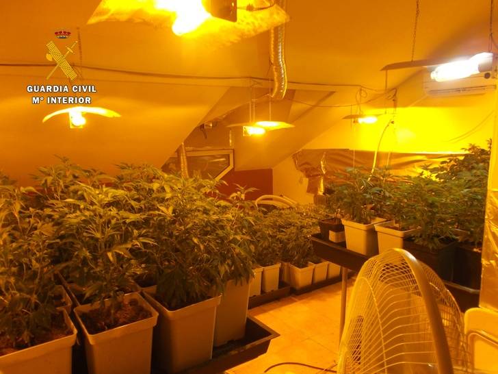 La Guardia Civil de Seseña detiene a una persona e investiga a otra por cultivar 836 plantas de marihuana