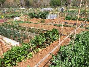 Nueva convocatoria de los Huertos Ecosociales de Azuqueca