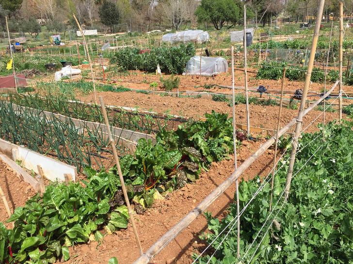 Nueva convocatoria de los Huertos Ecosociales de Azuqueca