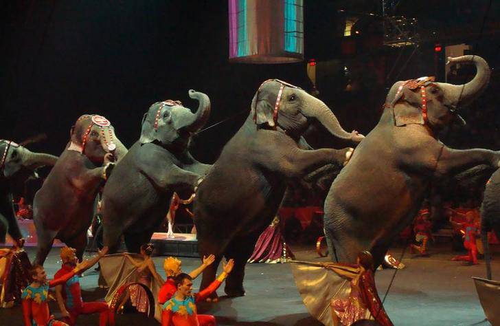 Guadalajara se queda sin circo con animales por culpa de Ciudadanos, PSOE y Ahora Guadalajara