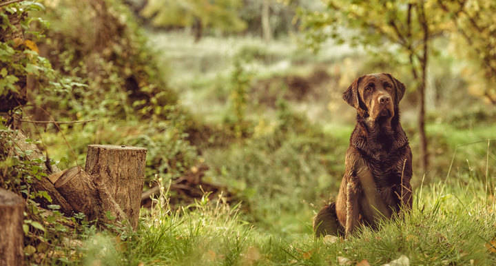 Trillo acoge la X Exposición Monográfica de Labrador Retriever el 11 de febrero