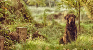 Trillo acoge la X Exposición Monográfica de Labrador Retriever el 11 de febrero