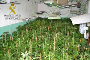 La Guardia Civil incauta 1.027 plantas de marihuana en Fuentenovilla 