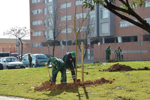 Este sábado, primera plantación del proyecto 'En Azuqueca, nace un bebé, nace un árbol'