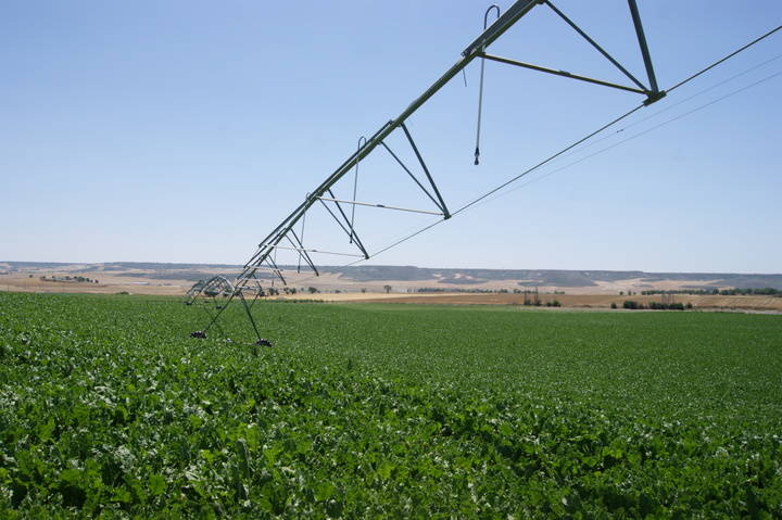 Conflicto de los regantes del Bornova con la Junta por las obras de los regantes de Cogolludo